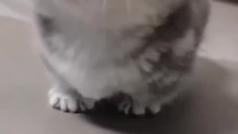Cute baby kitten meow