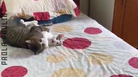 28 Funny Animals Edition