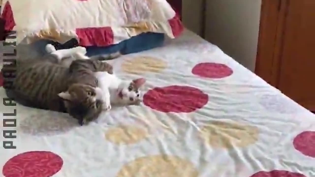 28 Funny Animals Edition