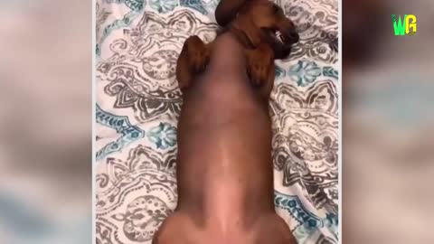 World’s Cutest Dog Breeds