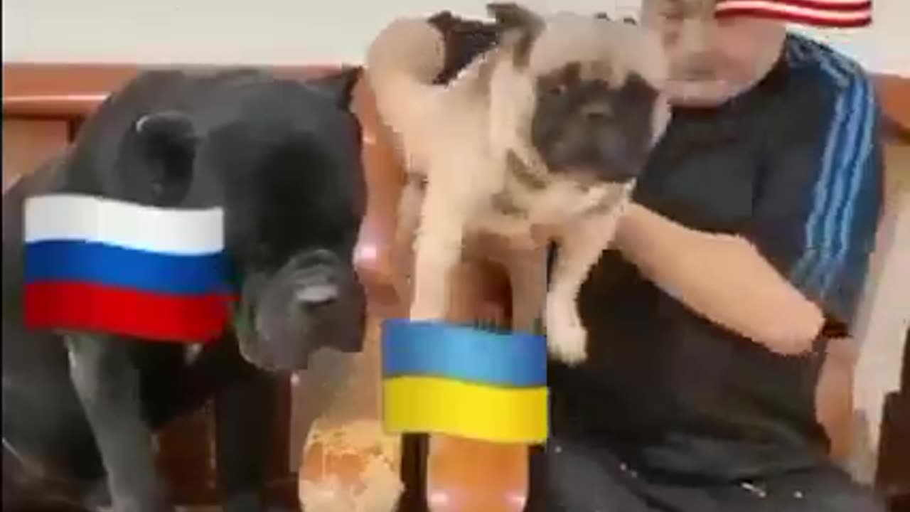 Dog...