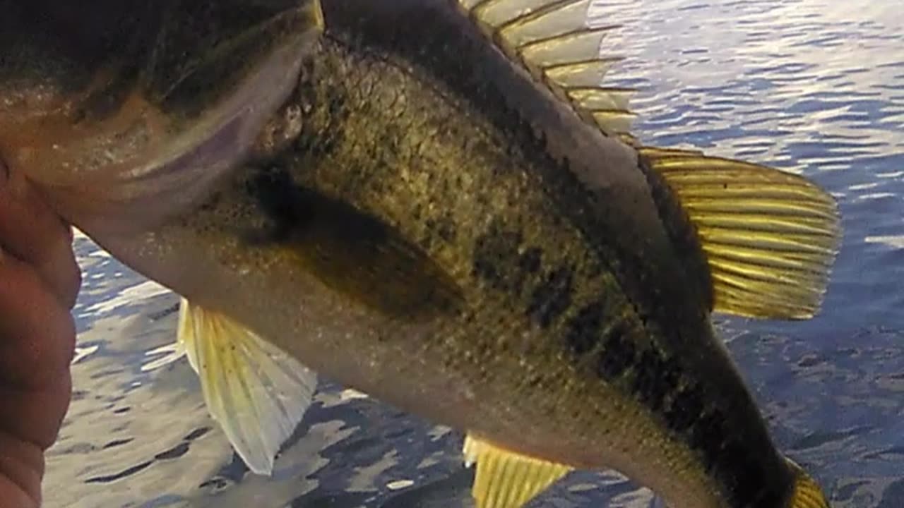 SWEET BASS