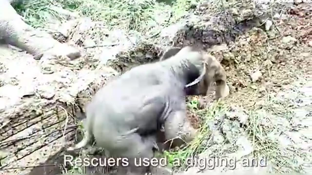 #Elephant mother blocking human vehicles to ask for help for his child #Foryou#viralvideo#trending