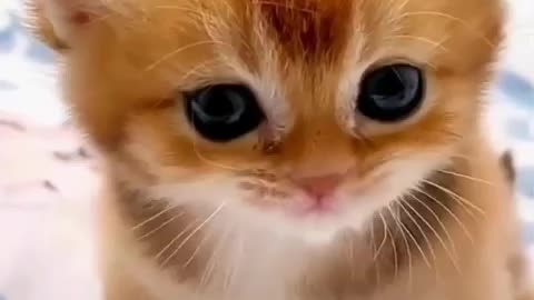 So cute cat and &🥰🥰😍😻😺