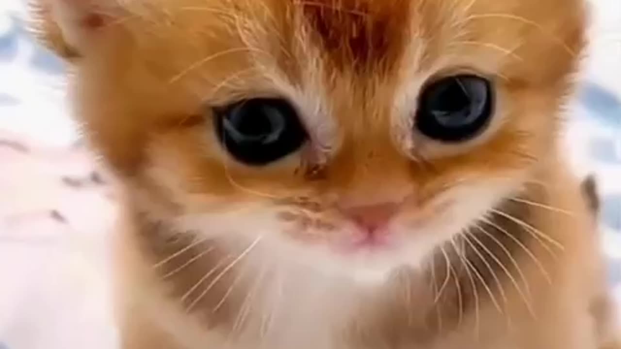 So cute cat and &🥰🥰😍😻😺