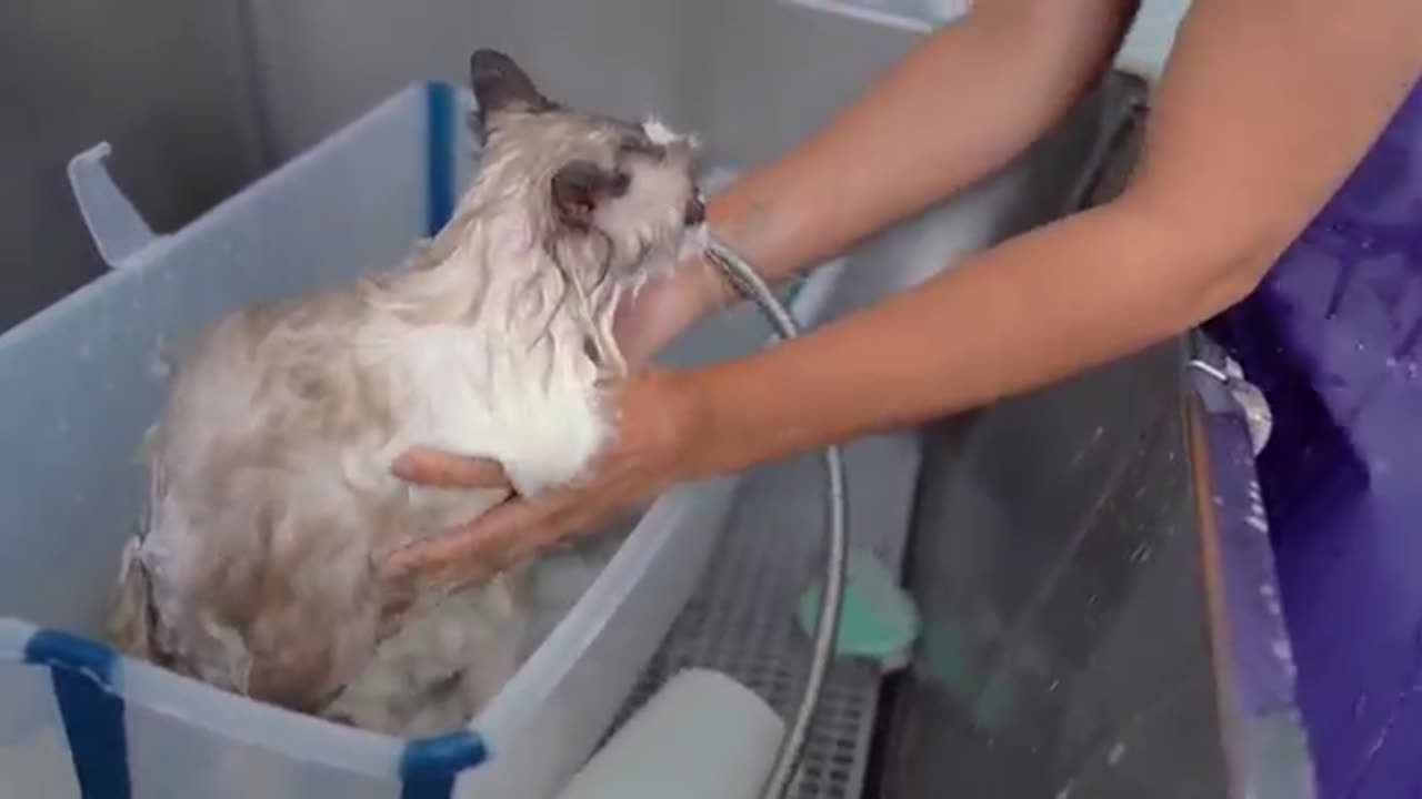 cat funny video new video 😂😂
