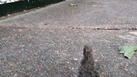 # Cute animal # vole