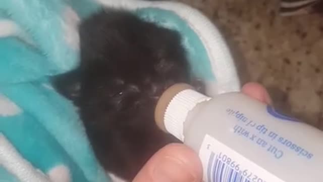 Bottle Baby Kittens Miss Winnie having her afternoon bottle