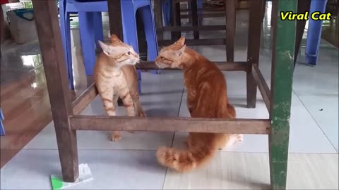 Cats Fighting and Meowing