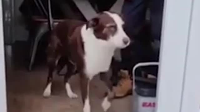 RELAXING_SCENES_OF_CAT_AND_DOGS_best videos