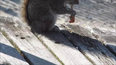 the most beautiful squirrels