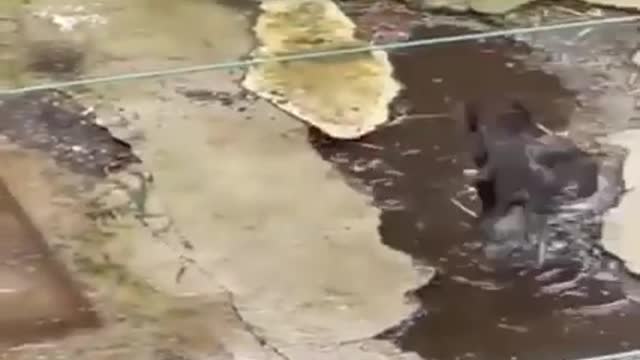 big fight between the rooster and the mouse
