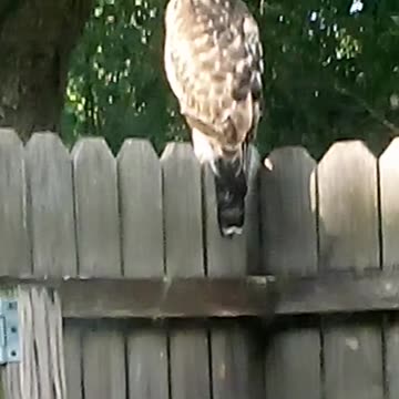 Hawk on the deck