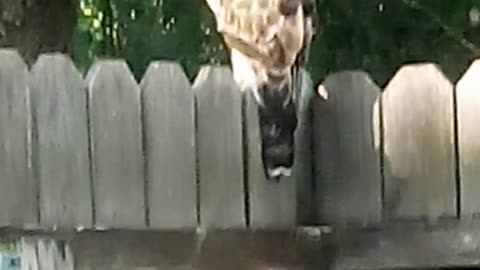 Hawk on the deck