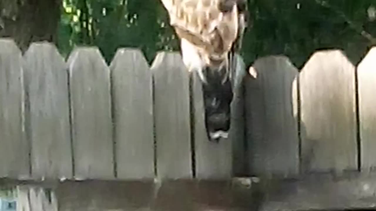 Hawk on the deck