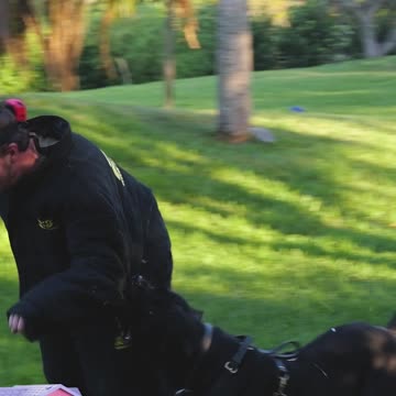 Outrun a 130-lb Cane Corso and Win $100