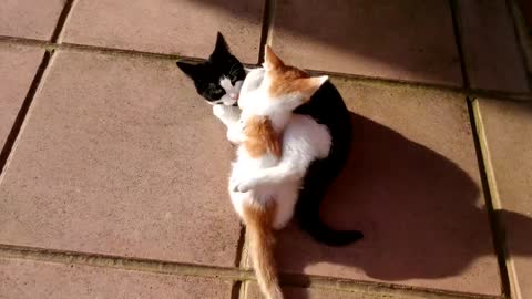 Cat Punishes Kitten For Attacking Him