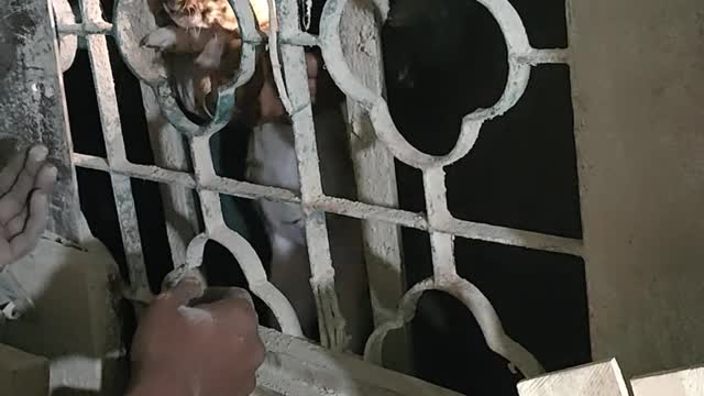 Guys Work Together to Save Trapped Puppies