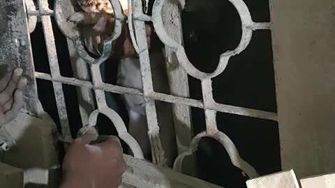 Guys Work Together to Save Trapped Puppies