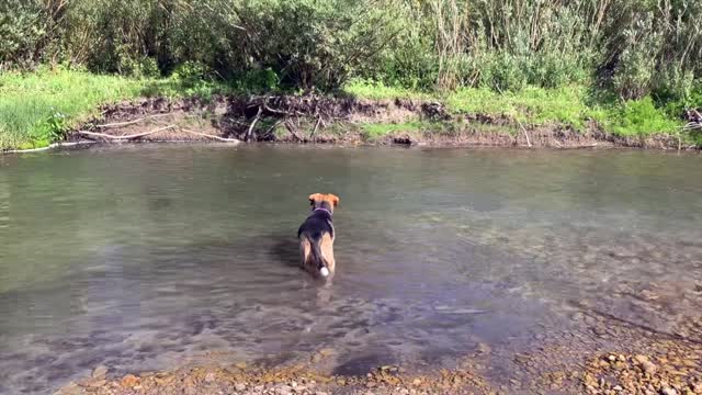 Fish Hunting Dog