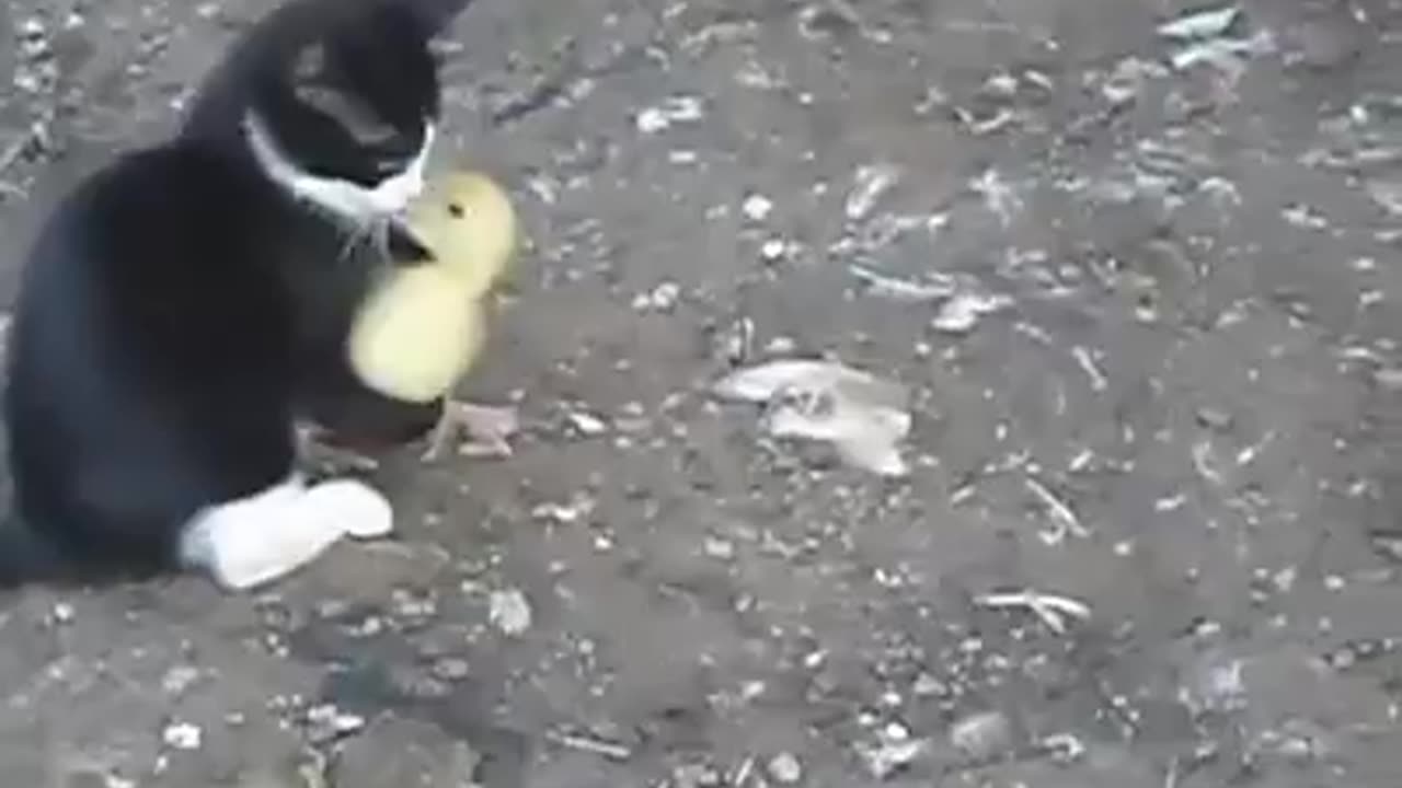 Funny cat playing with Duck | Funny Cat Video off 2024