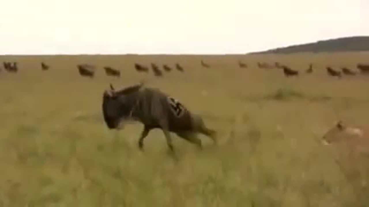 Wildebeest nazi