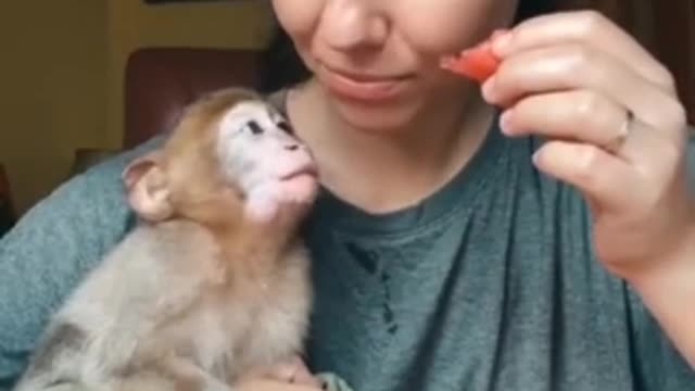 #monkey 🐵 love