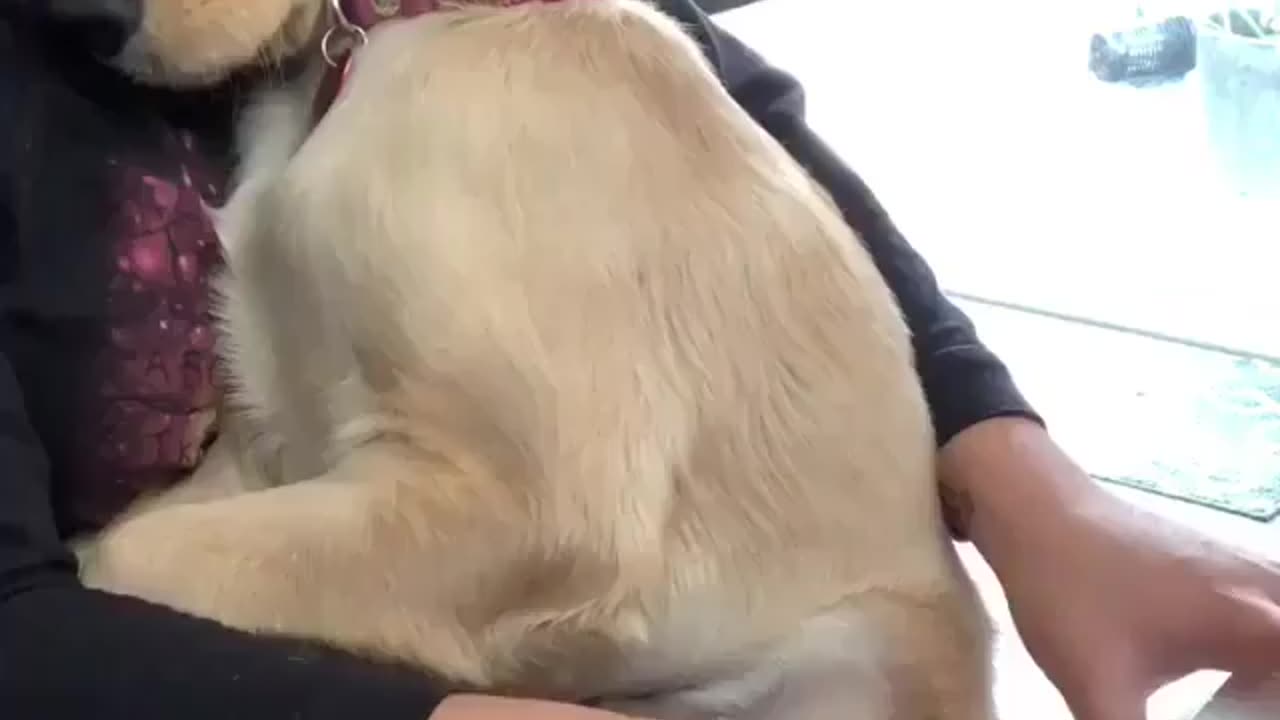 Cute Dog Listening to the Piano