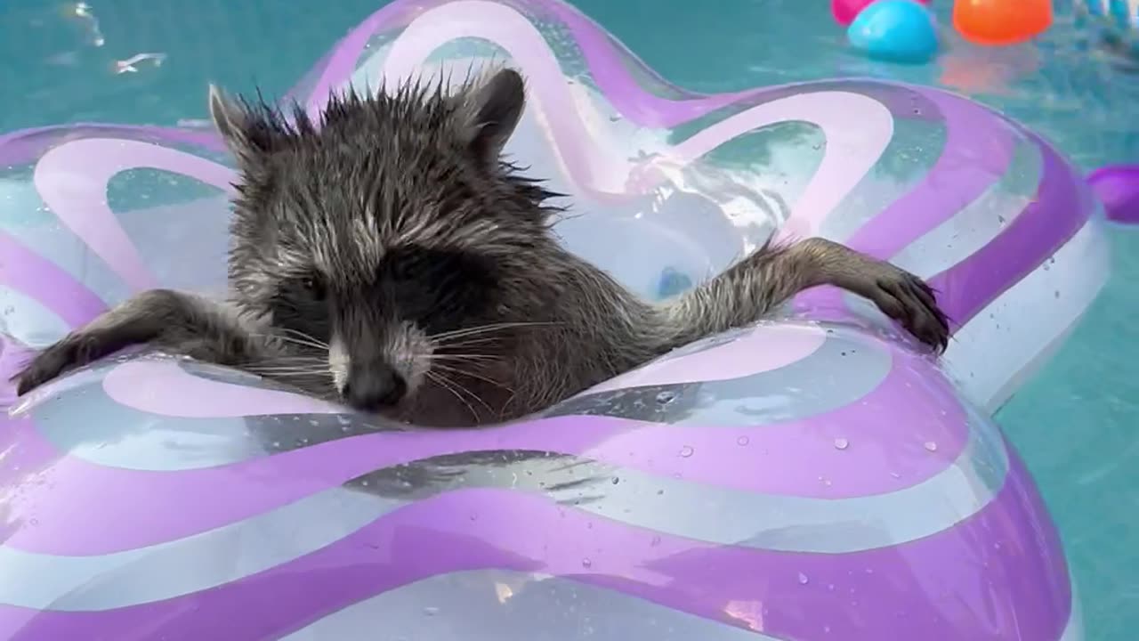 Raccoon Plays With Pool Floatie