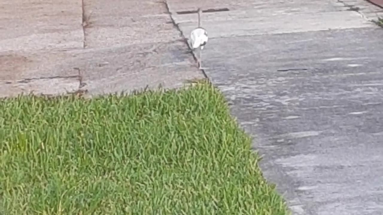 Egrets Walking