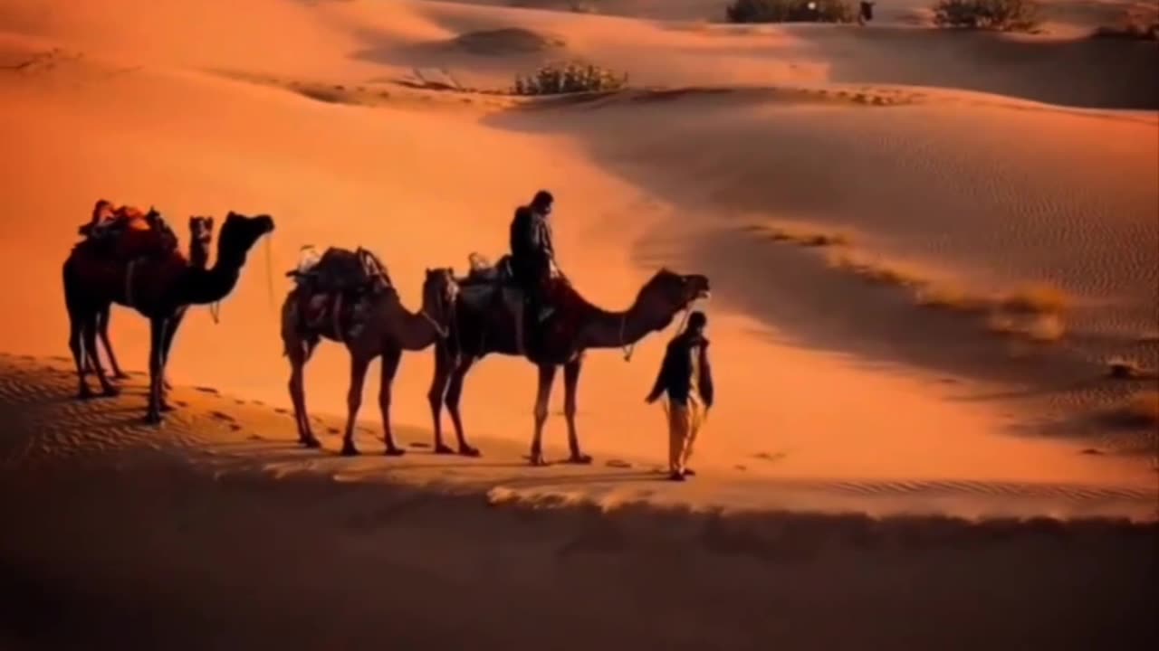 the beautiful desert of walking camels.