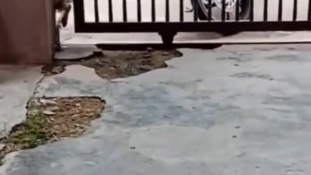 WATCH and TRY TO STOP LAUGHING.😂The BEST FUNNY Animals VIDEOS Compilation of the 2022.