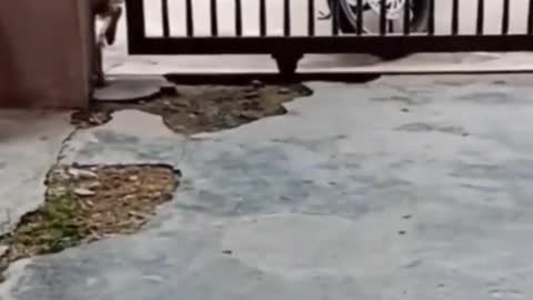 WATCH and TRY TO STOP LAUGHING.😂The BEST FUNNY Animals VIDEOS Compilation of the 2022.