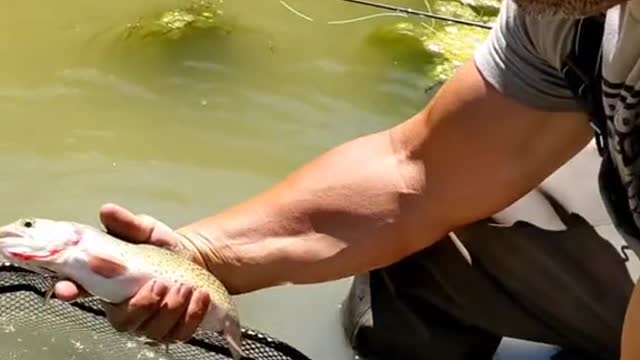 Anglers! what's your go to dry fly in the fall