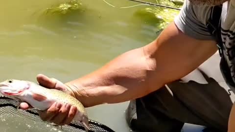 Anglers! what's your go to dry fly in the fall