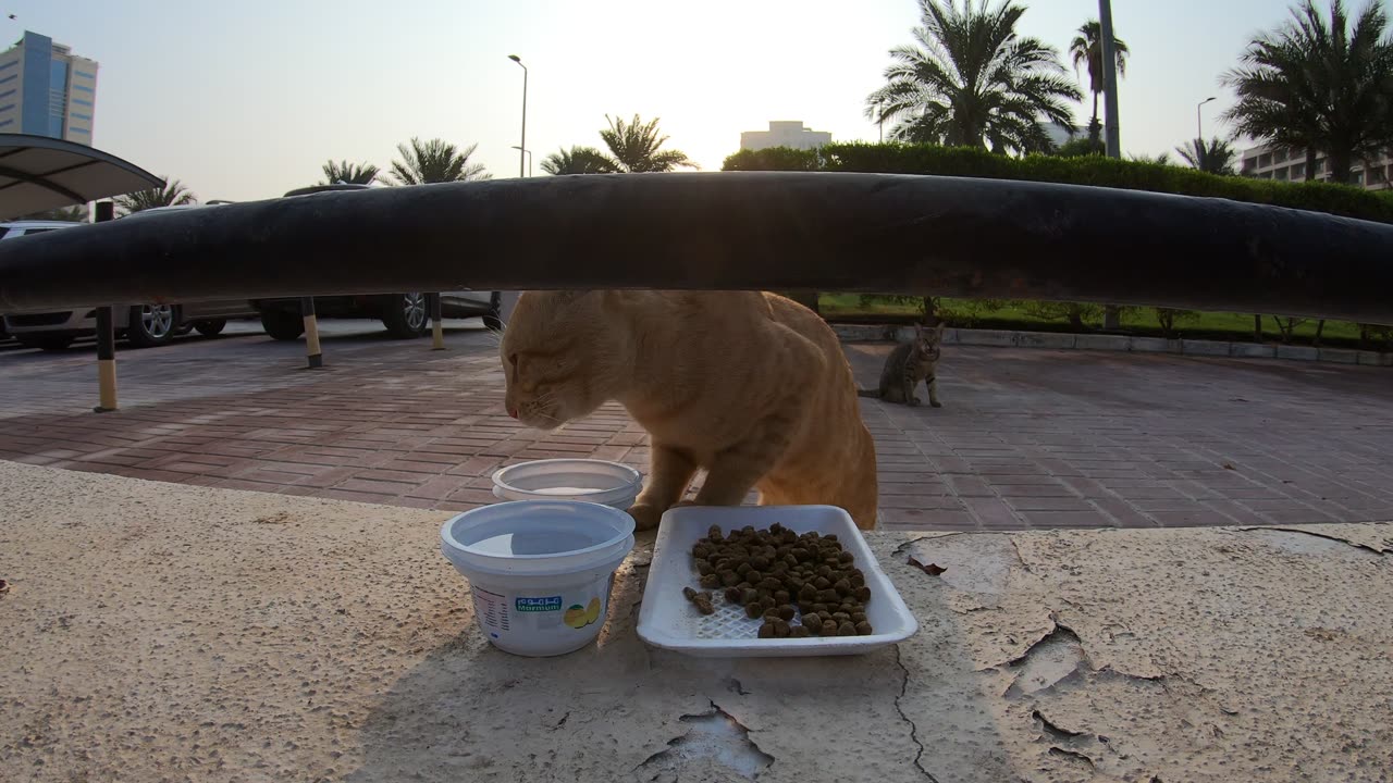 ED SHEERAN & MICHAEL JACKSON - Homeless cats in Ras Al Khaimah, UAE #cat #EdSheeran #MichaelJackson