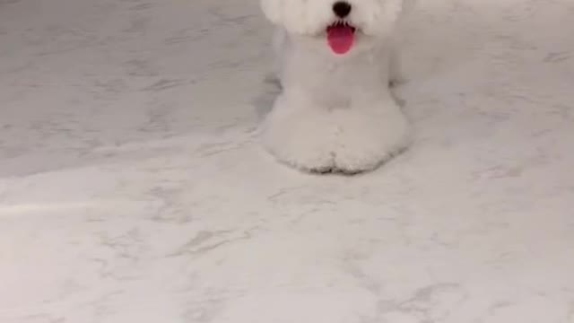 🐻🐩오디션영상#킴미소 #이아라 #틱톡 #tiktok #반려동물 #dogchallenge #마이펫 #댕댕이@펫을부탁해#주간베스트 #스타펫오디션 @tiktok_kr(1)