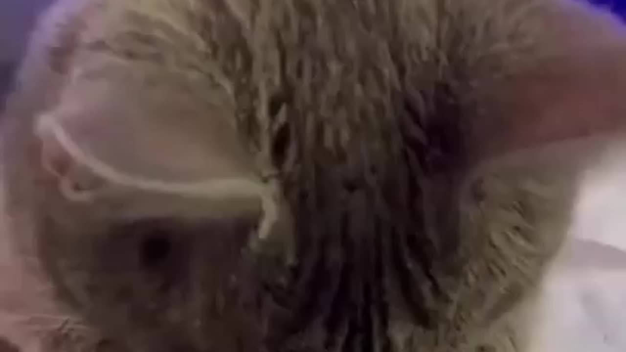 funny cat videos