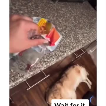 The Dog react only One Sound