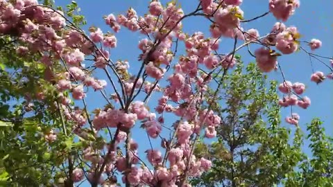 the season of sakura