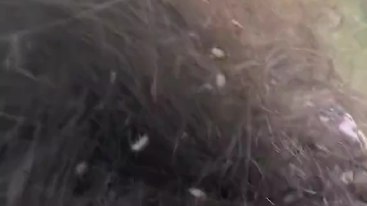 Never Seen A More Dirty Person