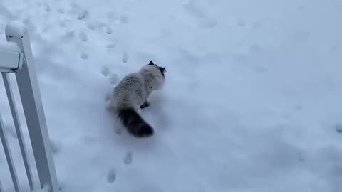 Feline Follows in Friend's Paw Prints || ViralHog