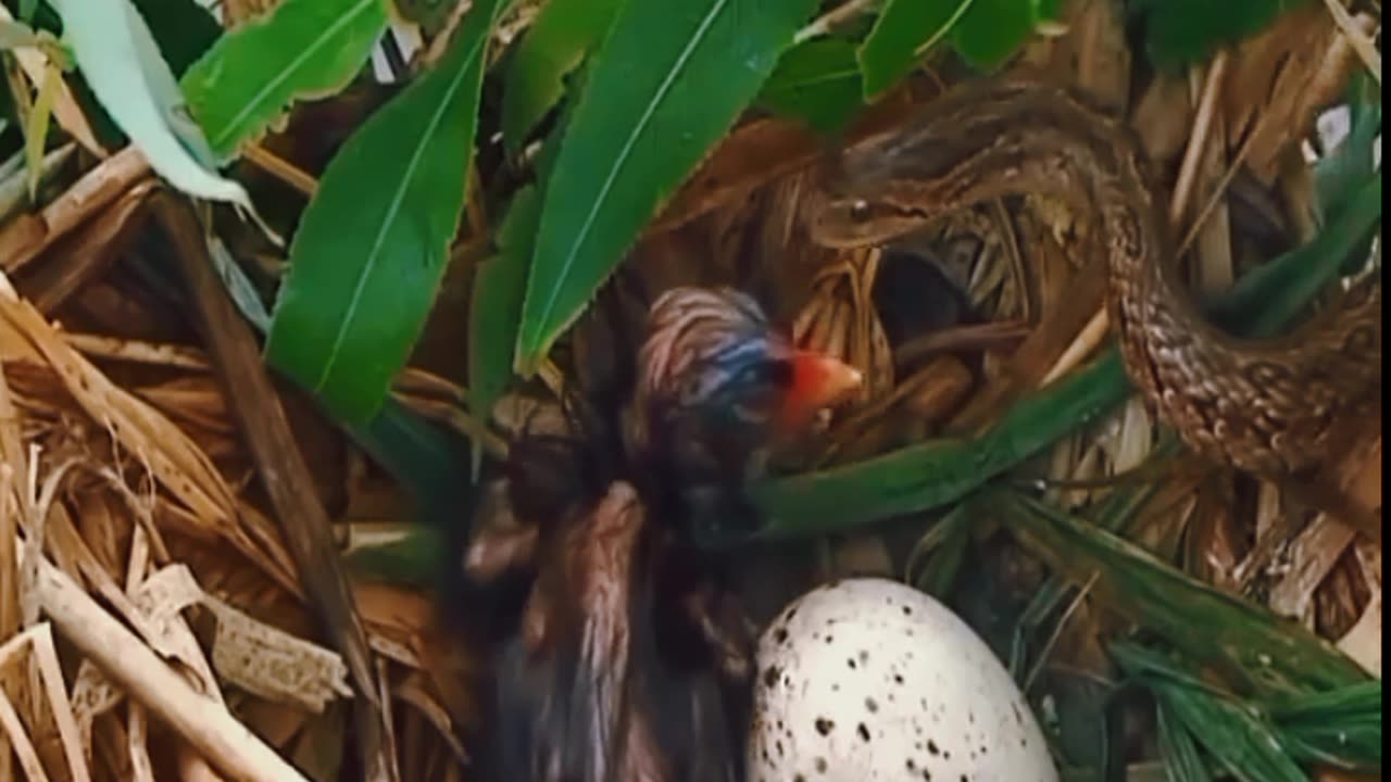 This snake attacks the chicks after the parents have gone in search of food