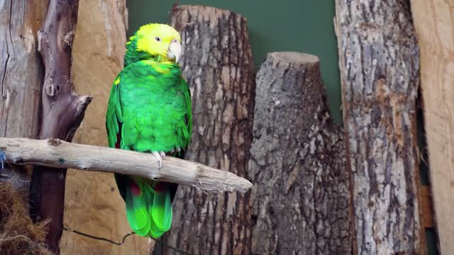 Beautiful Green Parrot sleeping on the branch | 4K Video