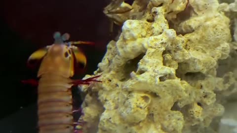 Crab war vs mantis shrimp