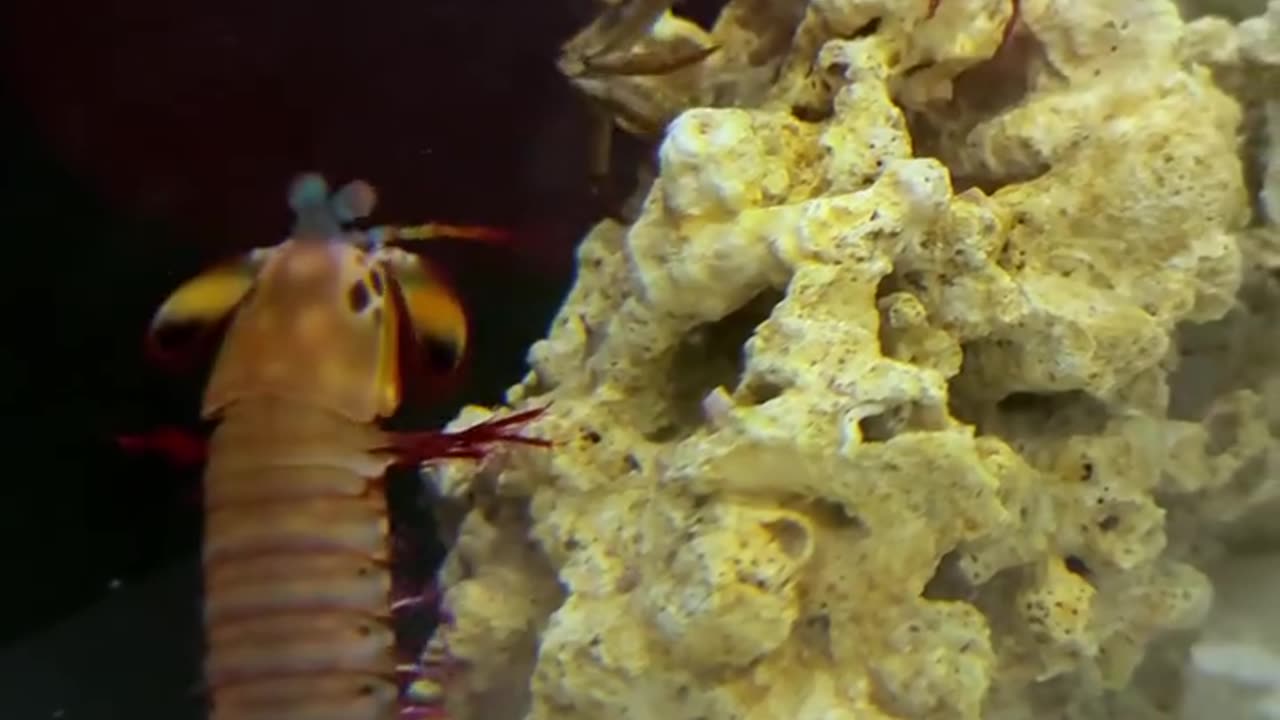 Crab war vs mantis shrimp