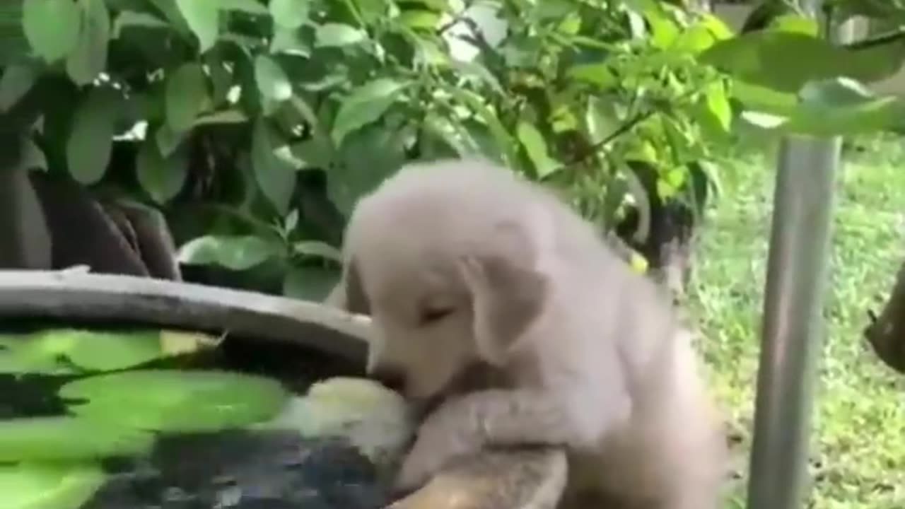 Cute baby animals video