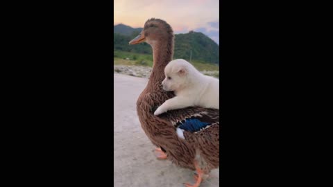 Duck mum