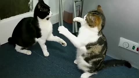 Epic Cat Fight