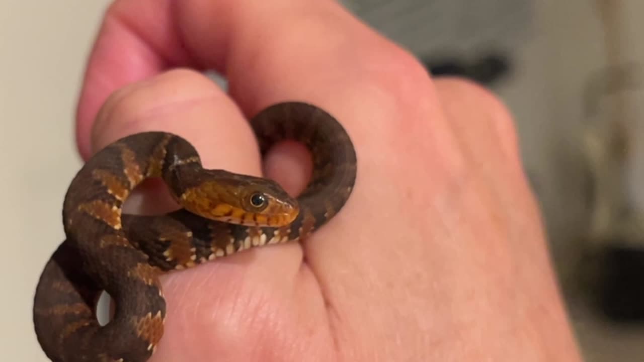 Southern Banded Water Snake Invades Home